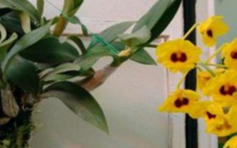 鼓槌石斛开花养殖技巧（鼓槌石斛怎么养才开花）