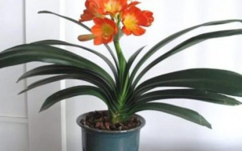 家里放什么植物转运（家里放哪些植物转运）