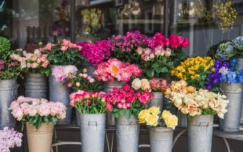 【康乃馨的养殖方法以及注意事项】康乃馨的养殖方法以及注意事项介绍