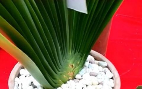 君子兰空根如何补救,君子兰空根补救方法