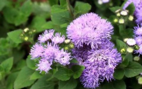 熊耳草和藿香蓟的区别,熊耳草和藿香蓟的区别是什么