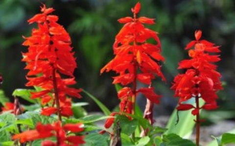 【一串红可以吃吗】一串红能吃吗