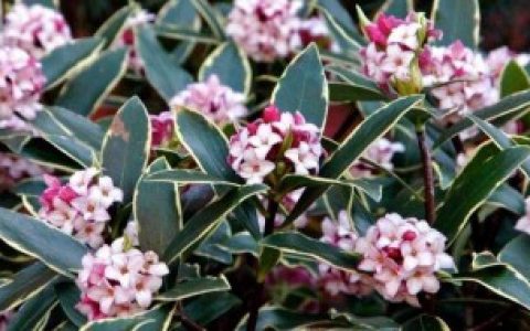 【北方地区能否养金边瑞香】北方能不能养金边瑞香