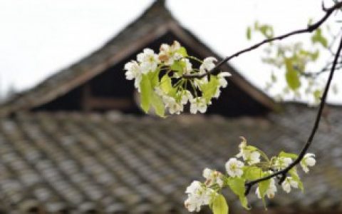 2022年清明节高速收不收费（2022年清明节高速收费不）