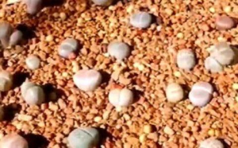 如何种植生石花 怎样种植生石花