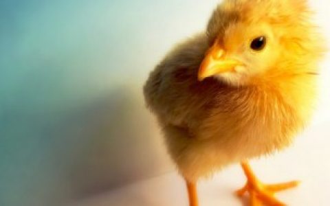 昂首挺胸的动物是什么生肖 昂首挺胸的动物指的是什么