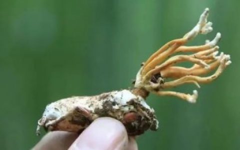 如何煮金蝉花（金蝉花煮水可以反复煮吗）