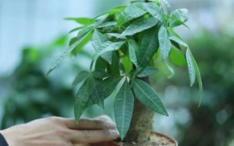 【发财树春天施肥方法】发财树春天施肥方法介绍