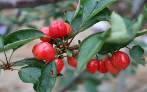 【樱桃树开春追什么肥料】樱桃树开春追的肥料介绍