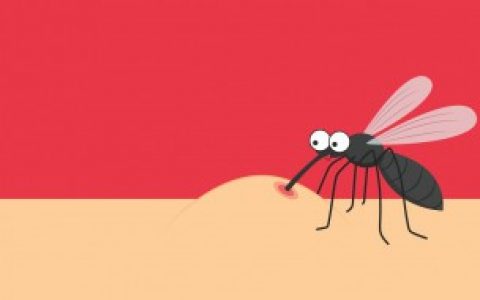长脚蚊子的详细简介（长脚蚊子简介）
