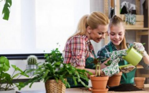 室内观叶植物的常见问题有哪些（室内观叶植物的常见问题诊治）