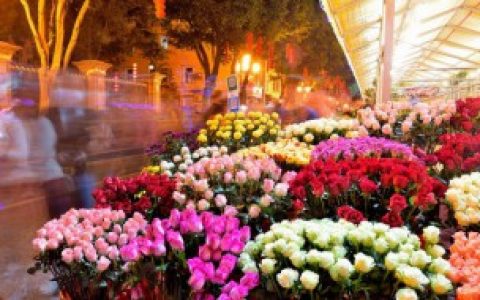 【看望手术后病人送什么花好】看望手术后病人送花的品种介绍