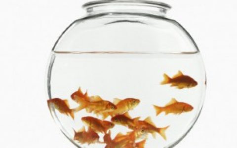 什么人不适合养鱼（哪些人不适合养鱼）