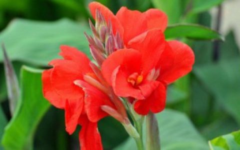 【美人蕉花的寓意】美人蕉花的寓意是什么