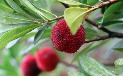 【杨梅发酵之后还能不能吃】杨梅发酵之后还能吃