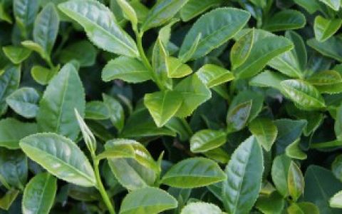 茶树什么时候剪枝最好（茶树的简介）