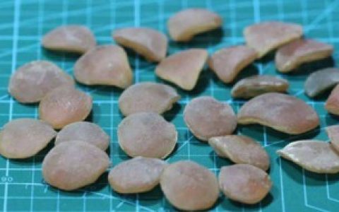 青鱼石煮熟后怎么加工（青鱼石煮熟后的处理方法）