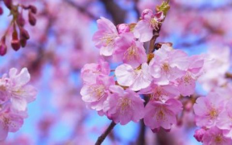 樱花介绍（樱花果可以吃吗）