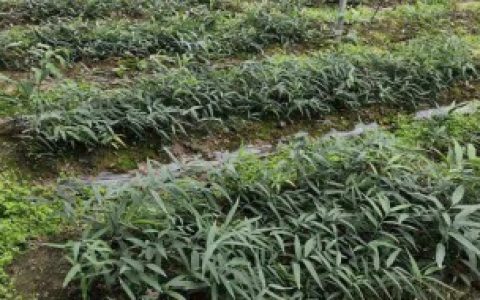 黄精种植技术大全（黄精种植要领技术）