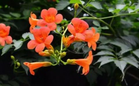 凌霄花可以水培吗 凌霄花能不能水培呢