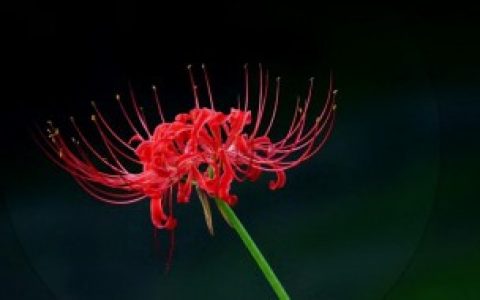 十大诅咒之花 十大诅咒之花分别有哪些呢