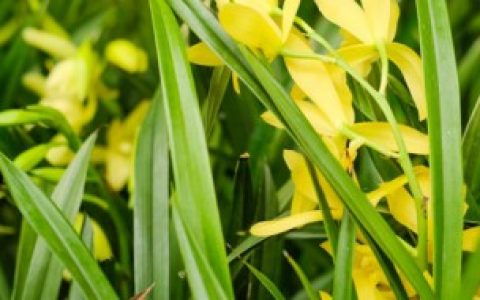 秋天养兰花的细节 秋天怎么养护兰花