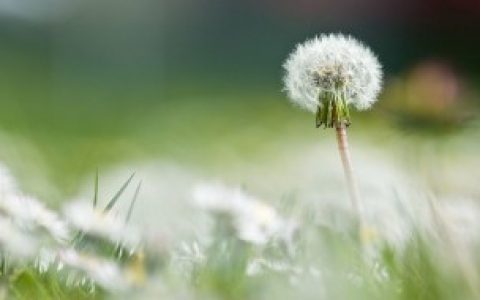 【蒲公英寓意】蒲公英寓意是什么