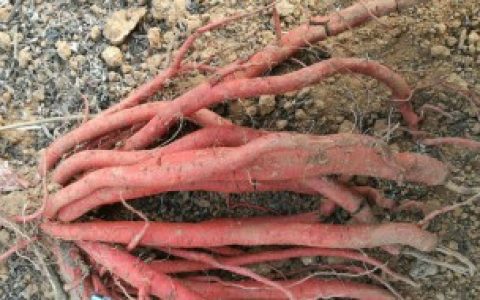 在生活中怎样挑选优质的丹参（挑选优质的丹参的方法）