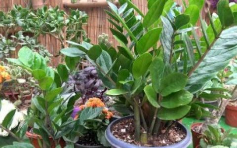 新买的金钱树如何处理（新买的金钱树怎样处理）