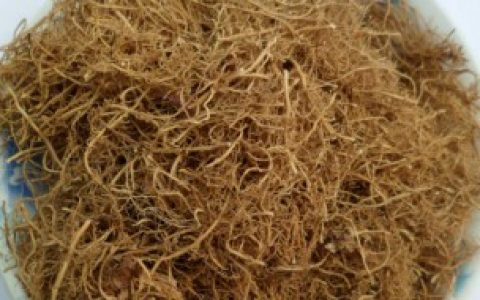 细辛如何养殖（细辛的养殖方法和注意事项）