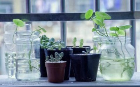 怎么才能养好铜钱草（铜钱草可爱易养）