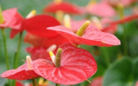 红掌有什么寓意（红掌的寓意是什么）