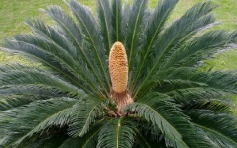 铁树寓意 铁树寓意什么