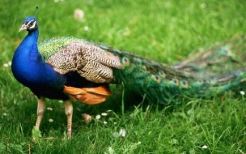 【开屏的孔雀是公的还是母的】开屏的是公孔雀吗