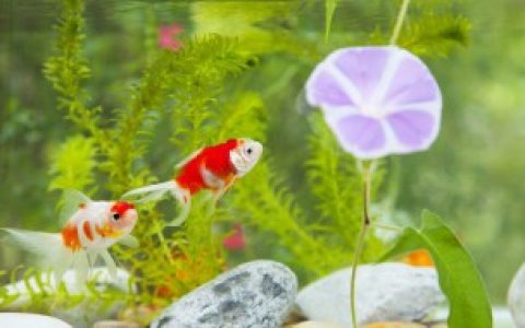 孕妇梦到金鱼什么意思 孕妇梦到金鱼好不好