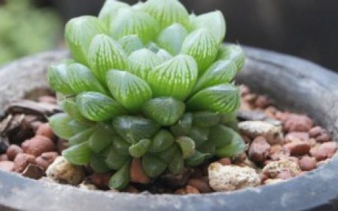 血丝玉露怎么养才长得好 血丝玉露如何养殖