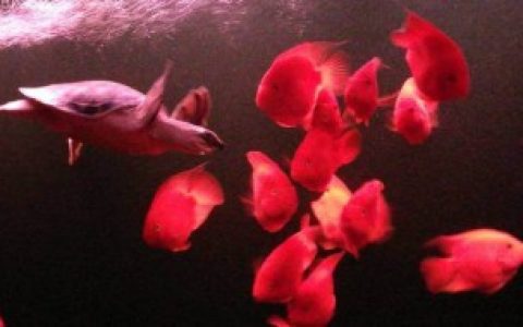 巴西龟和鹦鹉鱼一起养合适吗 巴西龟和鹦鹉鱼能一起养吗