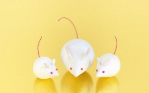 做梦梦到老鼠到处跑是什么意思 做梦梦到老鼠到处跑的意思