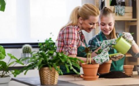 卧室植物摆放注意事项 卧室植物摆放的禁忌