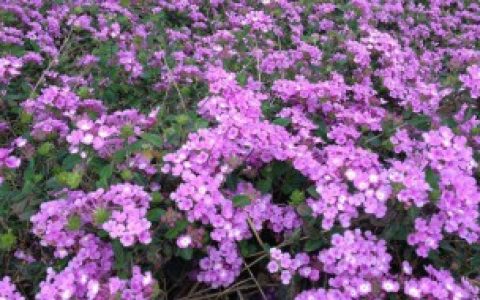 美女樱冬天怎么养护 美女樱冬天养护方法