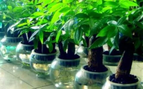 【明财位可以放水培植物吗】财位忌摆放水培植物