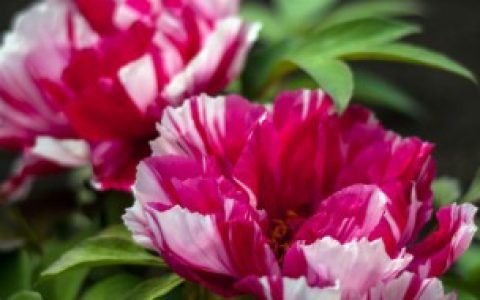 【养护牡丹盆栽的方法】牡丹盆栽的养殖方法和注意事项