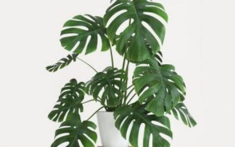 【龟背竹如何浇水】龟背竹怎么浇水