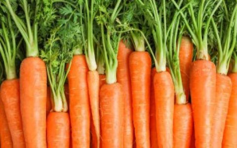 双子叶植物介绍（双子叶植物有哪些?）