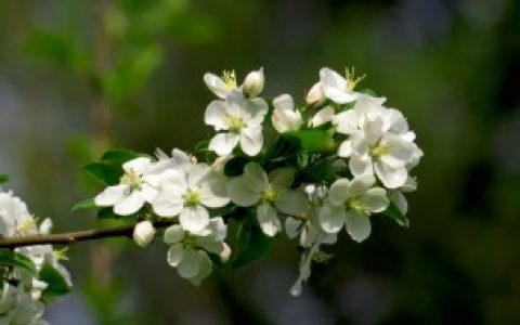 湖北海棠如何养护（湖北海棠的养护方法）