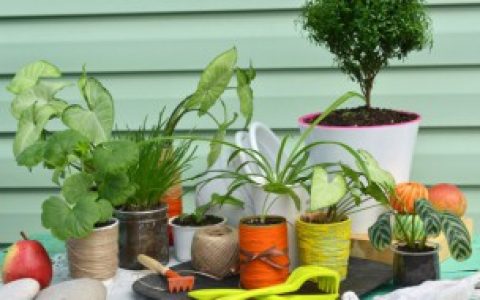 植物与绿色植物有什么区别 植物与绿色植物有哪些区别