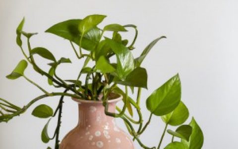 【常见的室内观叶植物都包括哪些】常见的室内观叶植物都有什么