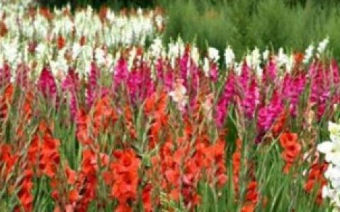 【剑兰如何养殖】剑兰怎么养殖