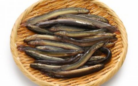 【稻田养殖泥鳅怎么样有什么技术含量】稻田养殖泥鳅怎么样有哪些技术含量