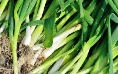 【蒜苗修剪继续长出来的方法】蒜苗怎么剪才能继续长出来
